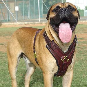 Bullmastiff in a harness