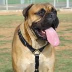 Bullmastiff dog harness