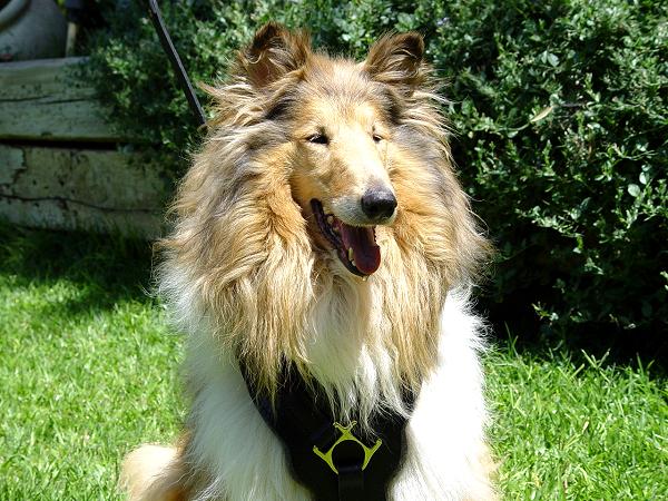 Amazing dog breed - Collie Luxuirous leather harness for Collie