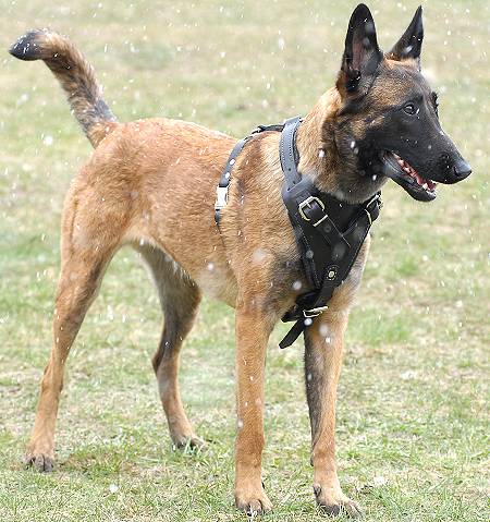 malinois dog harness