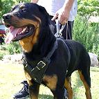 Leather Dog Harness For Rottweile
