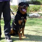 Rottweiler dog harness