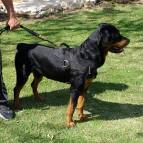 rottweiler nylon dog harness