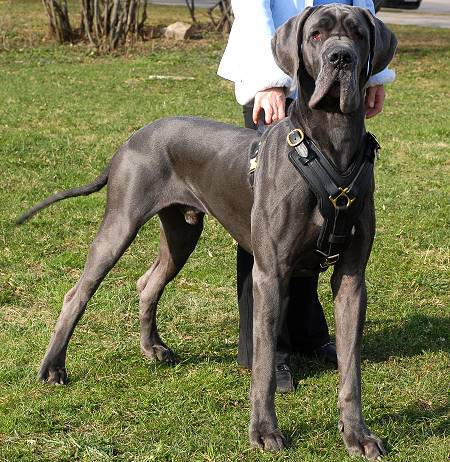 great dane harness