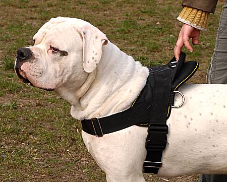american bulldog all weather walking dog harness