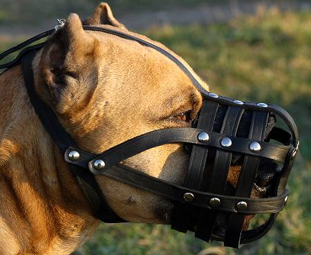 amstaff muzzle leather