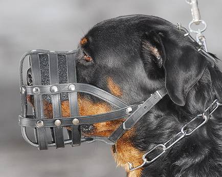 rottweiler muzzle