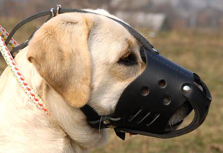 labrador muzzle leather